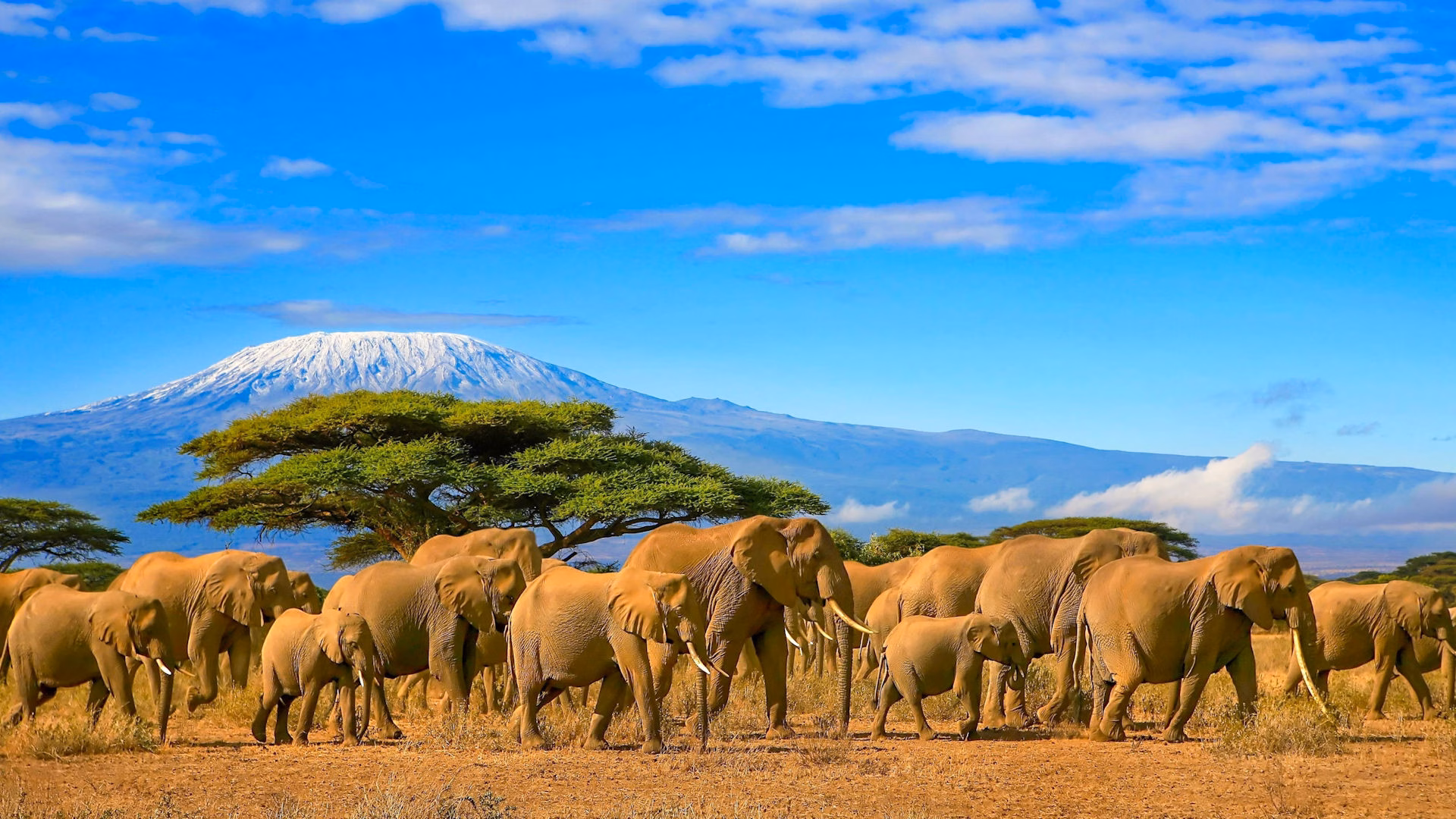 Image of a family of elephants
