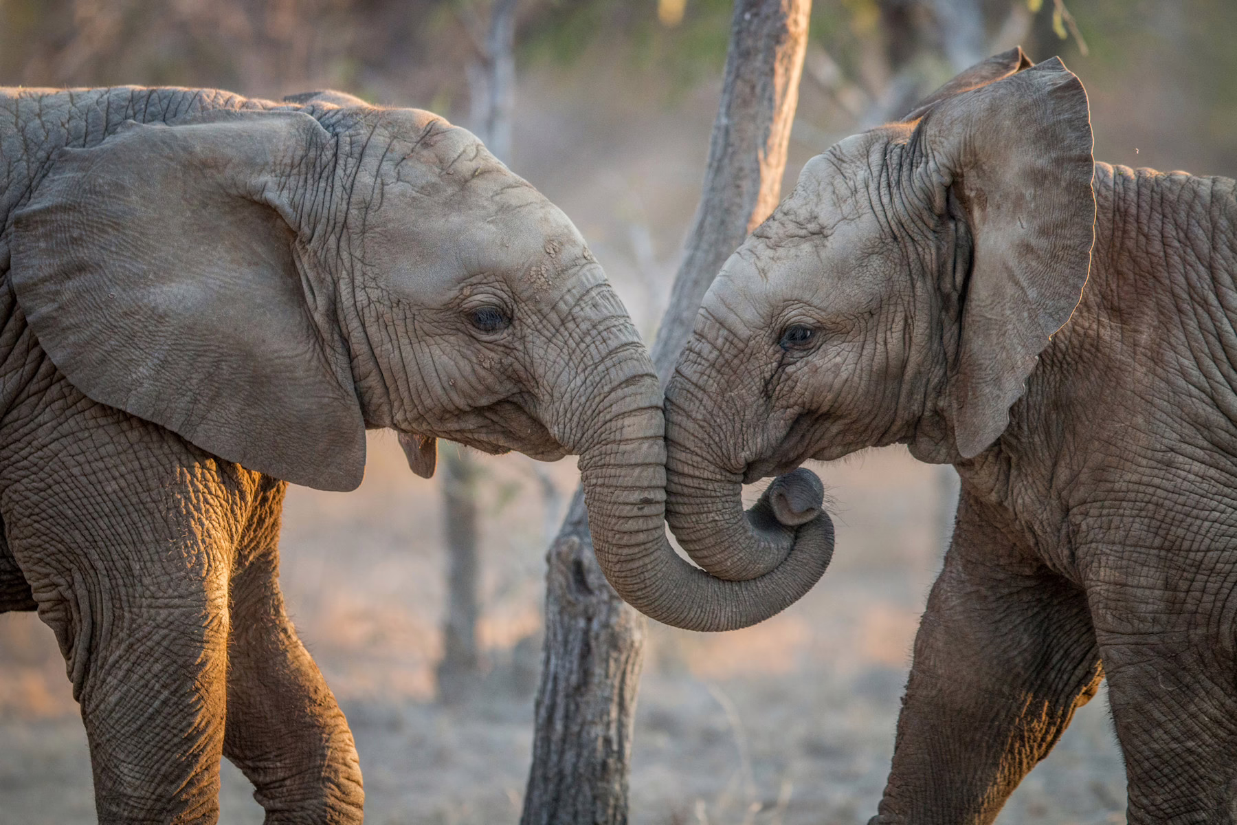 Image shows two young elephants with their trunks entwined
