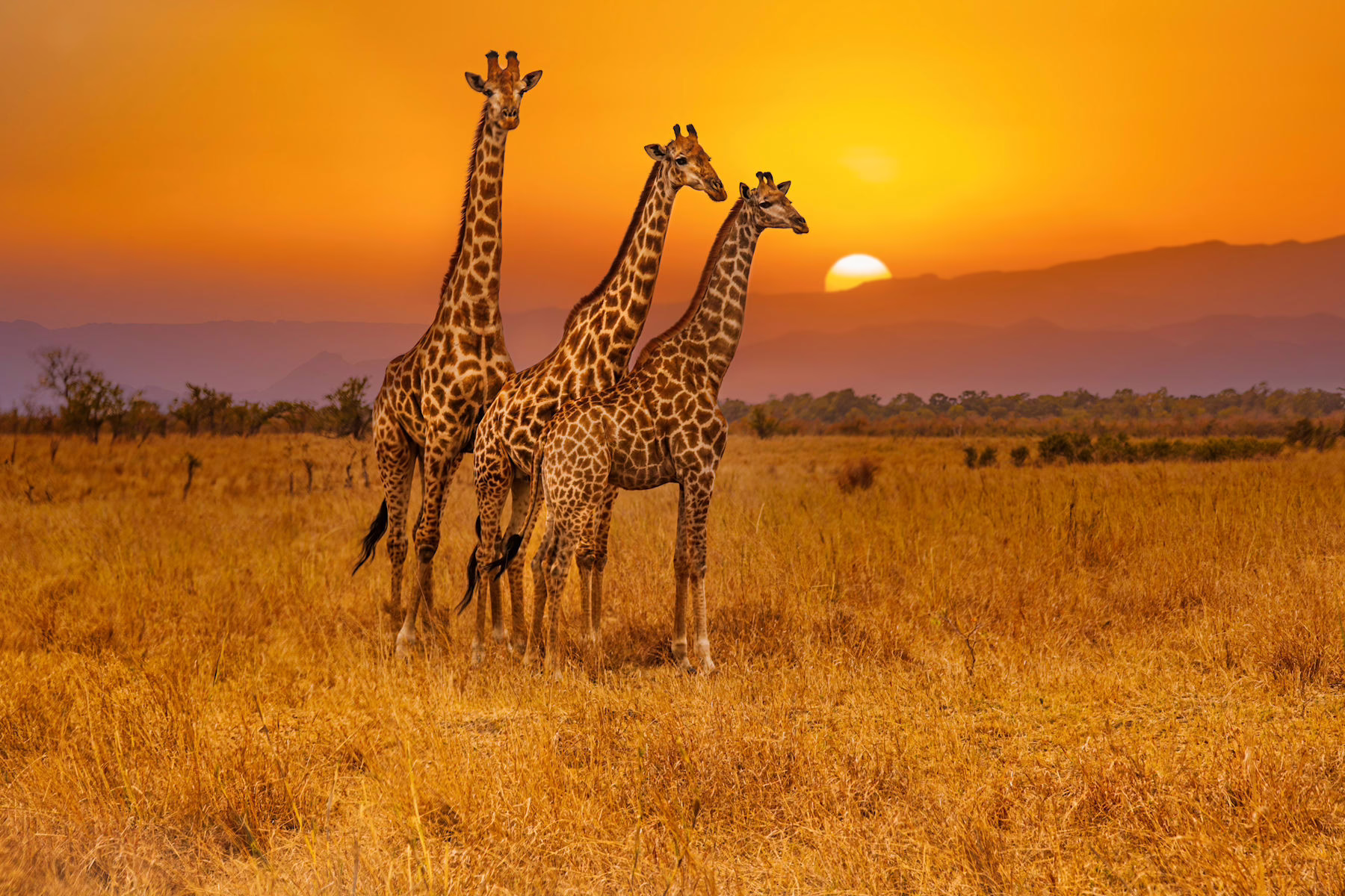 Image shows giraffes against the sunset in the Kruger National Park, South Africa